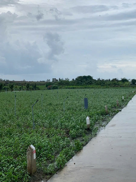 Bán gấp đất nền thổ cư Bà Lẫy Sổ sẵn công chứng ngay