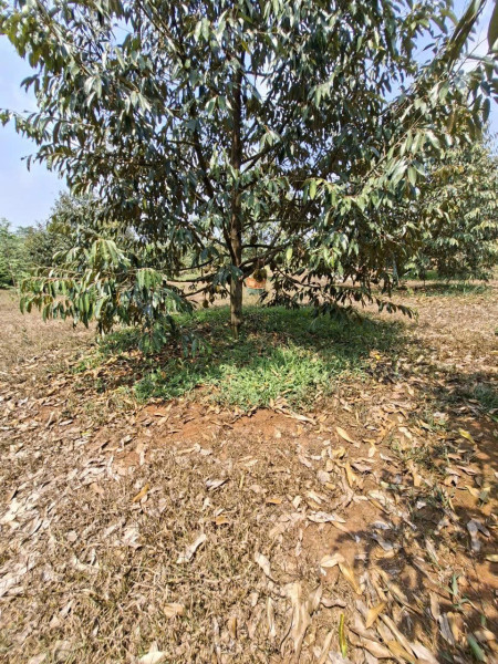 BÁN VƯỜN SẦU RIÊNG ĐẸP – GIÁ CHỈ 280 TRIỆU/SÀO