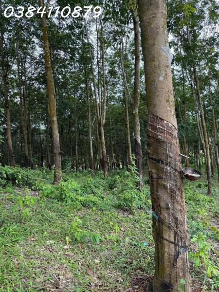 ĐẤT ĐẸP TÂN LỢI – ĐỒNG PHÚ, 2HA CAO SU – CHỈ 3 TỶ