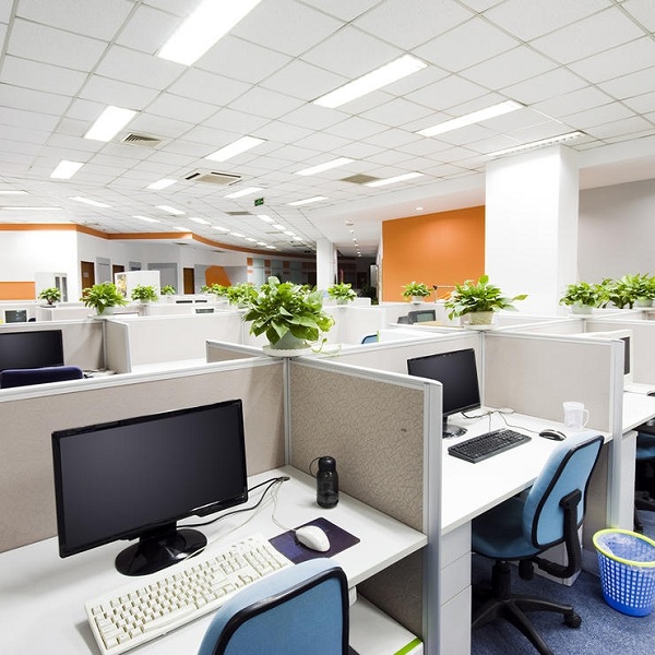 Cây xanh mang đến không khí tự nhiên cho văn phòng